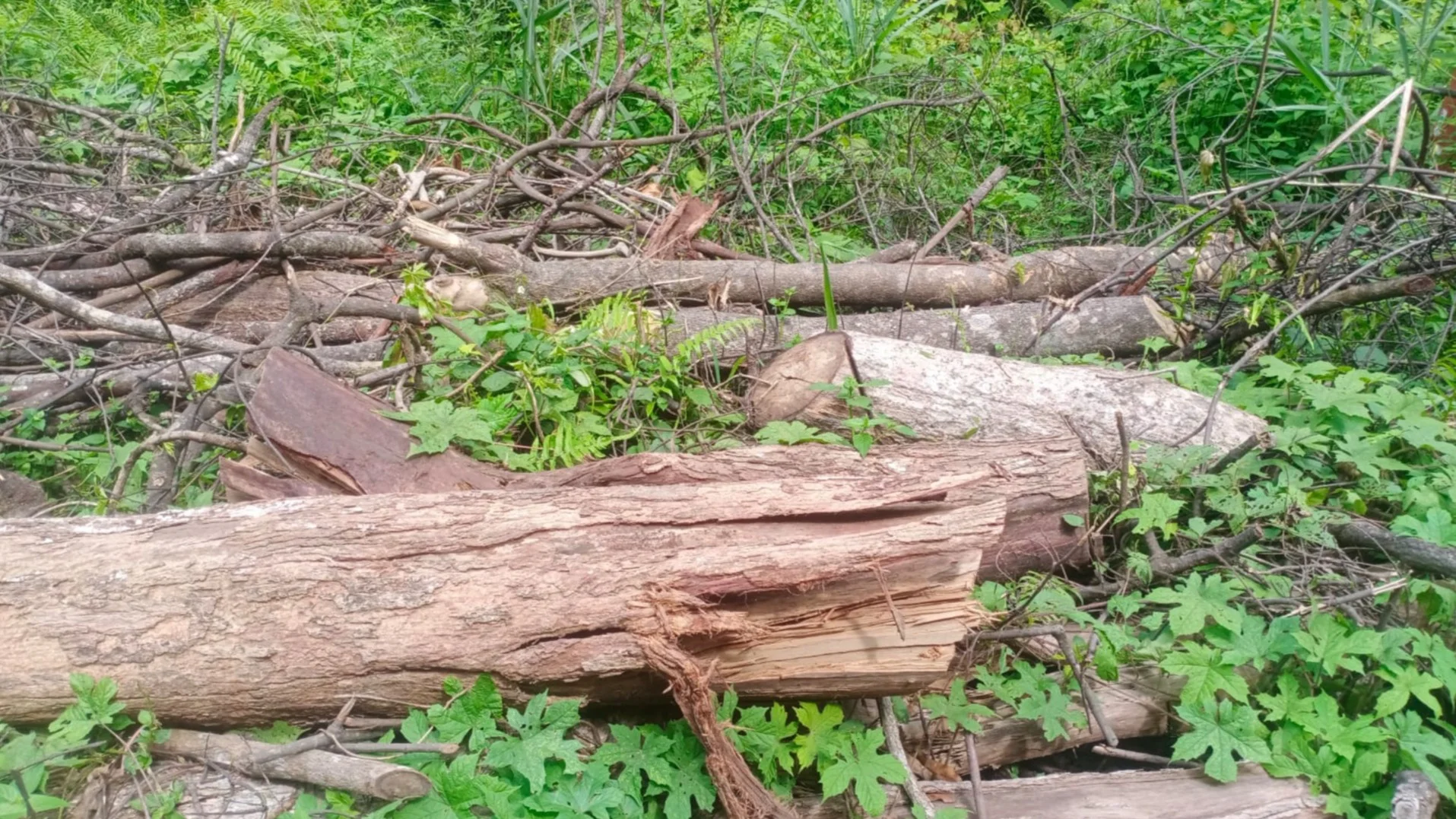 Hutan Nabundong Digunduli, KPH VI Dipertanyakan: Di Mana Pengawasan Saat Illegal Logging Terjadi?