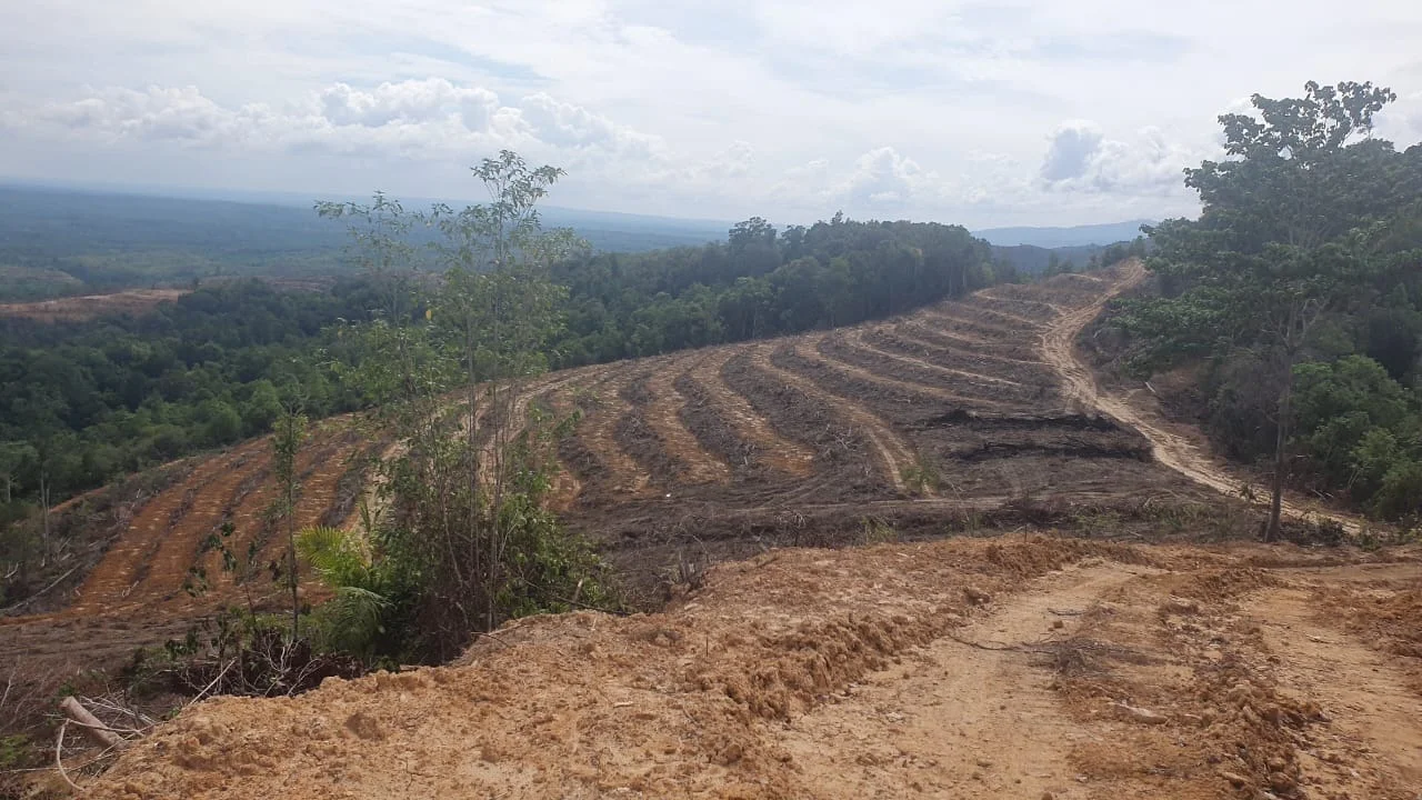 Kepala Desa Nagasaribu dan Sonang Siregar Diduga Terlibat Pembalakan Liar, Bukti & fakta sudah terlihat jelas.